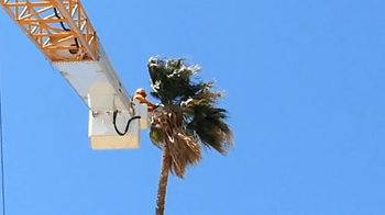 Robby Palm Tree Maintenance
