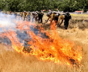 Controlled burn