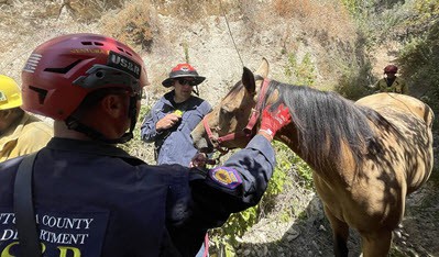 Horse rescued